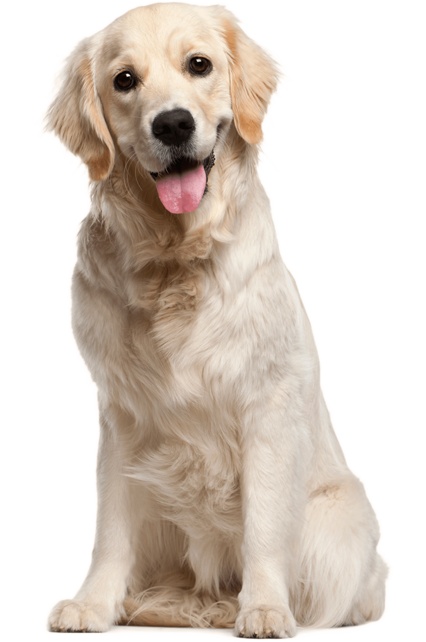 köpek